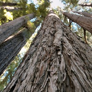 Ancient Cedars Hike - Guided