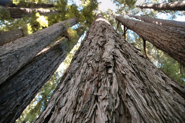 Ancient Cedars Hike - Guided