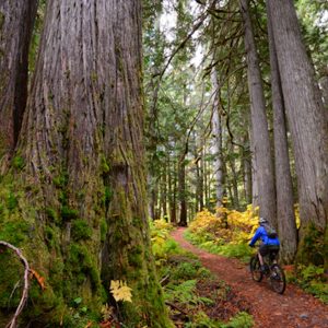 Learn to Mountain Bike - Guided