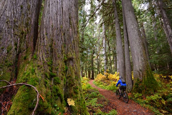 Learn to Mountain Bike - Guided