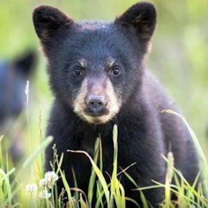 Bear Viewing Safari