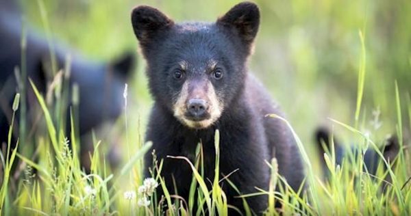 Bear Viewing Safari
