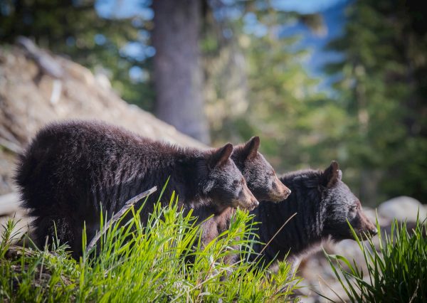 Bear Viewing Safari - Image 3