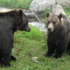 Capilano Bridge & Grouse Mountain - Private Group of 2 People