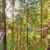 Capilano Bridge & Grouse Mountain - Private Group of 2 People